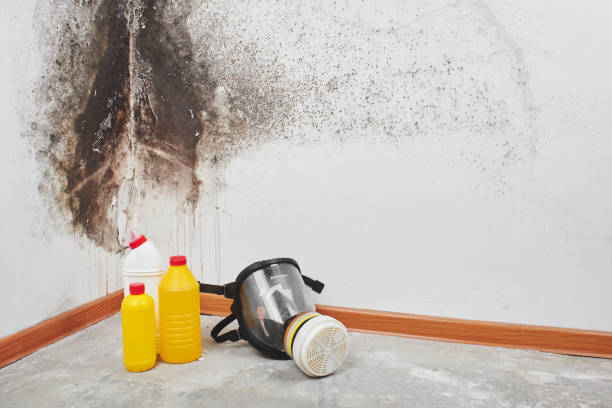 Mold Removal Process in Mountain House, CA
