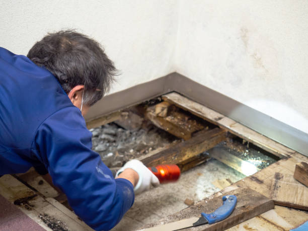 Best Mold Removal Company Near Me  in Mountain House, CA