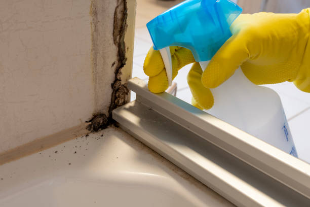 Best Mold Remediation Experts  in Mountain House, CA
