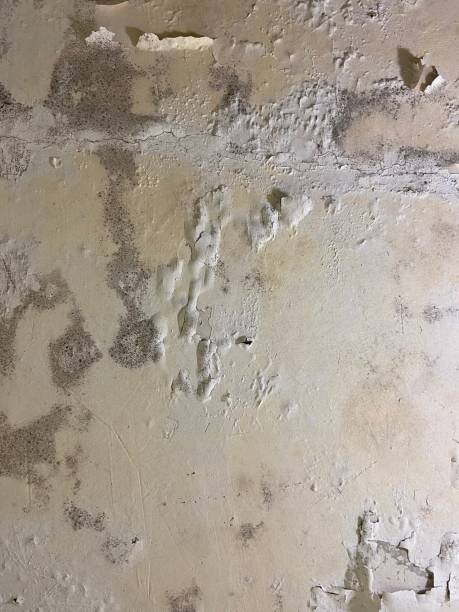 Best Affordable Mold Removal  in Mountain House, CA