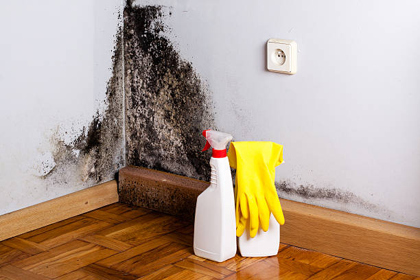 Best Toxic Mold Removal  in Mountain House, CA