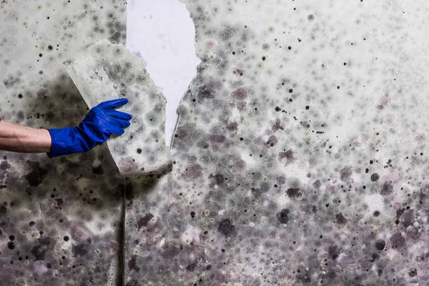 Mold Testing and Removal in Mountain House, CA